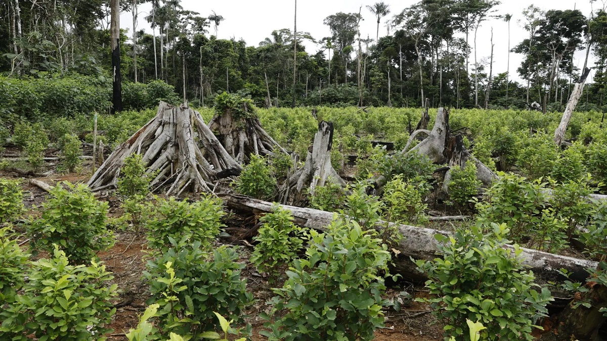 Brasil arboles EFE 11