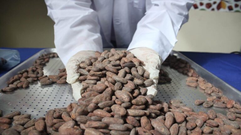 Inauguran Escuela Nacional de Catación de Cacao en Nicaragua 1 cacao