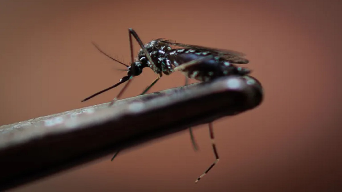 dengue