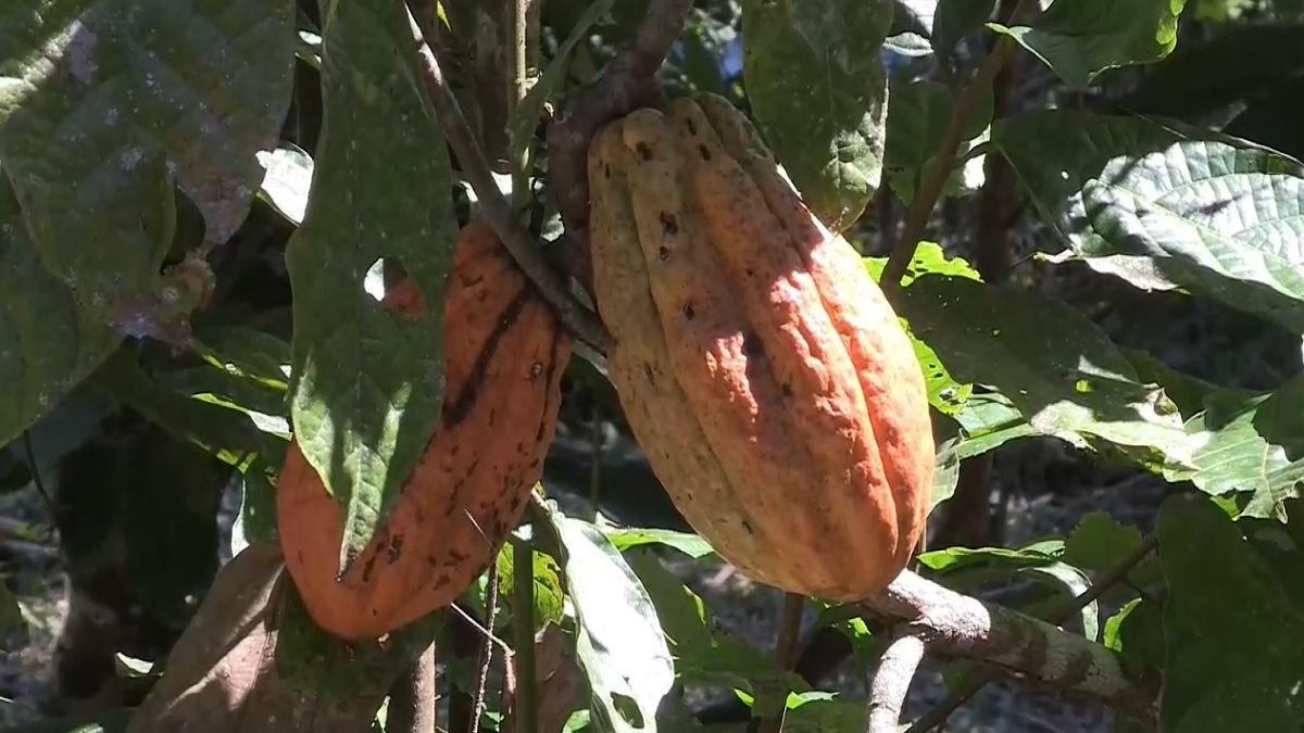 cacao