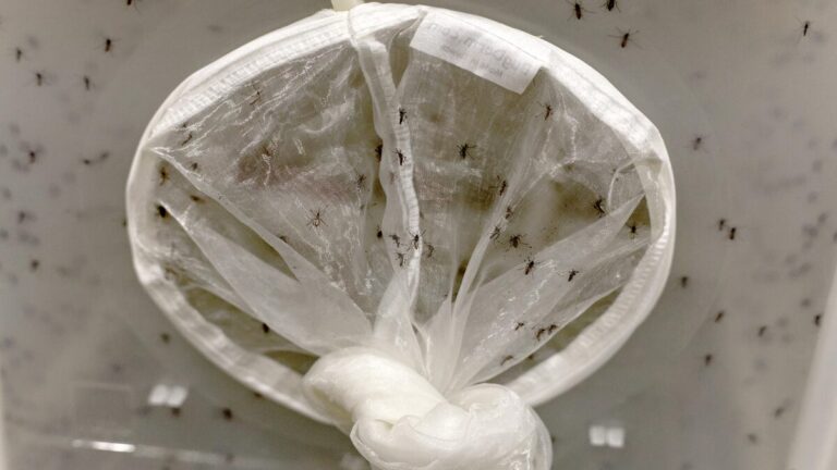 OPS reporta 9.852 casos de Oropouche en lo que va del 2024 en las Américas 1 mosquitos