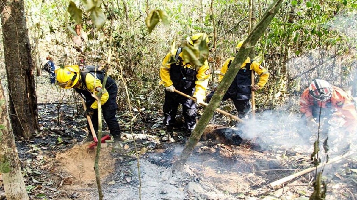 Bomberos venezolanos rescatan 100 especies de fauna silvestre durante incendios en Bolivia 9 bomberos venezolanos