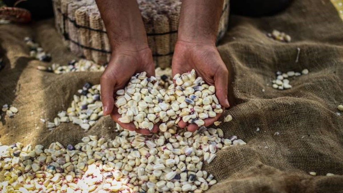 Amenazan a México con enfrentar aranceles si no retira prohibición a importar maíz transgénico 4 Maiz