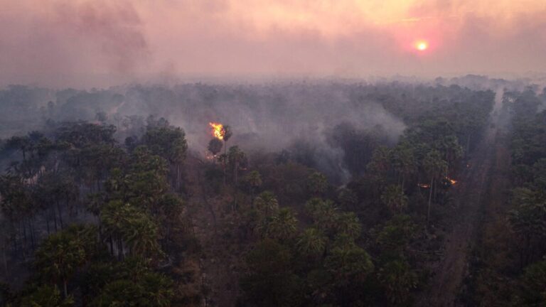 Presentan acciones públicas contra imputados por deforestación en Amazonía de Brasil 1 Amazoníaaaaa