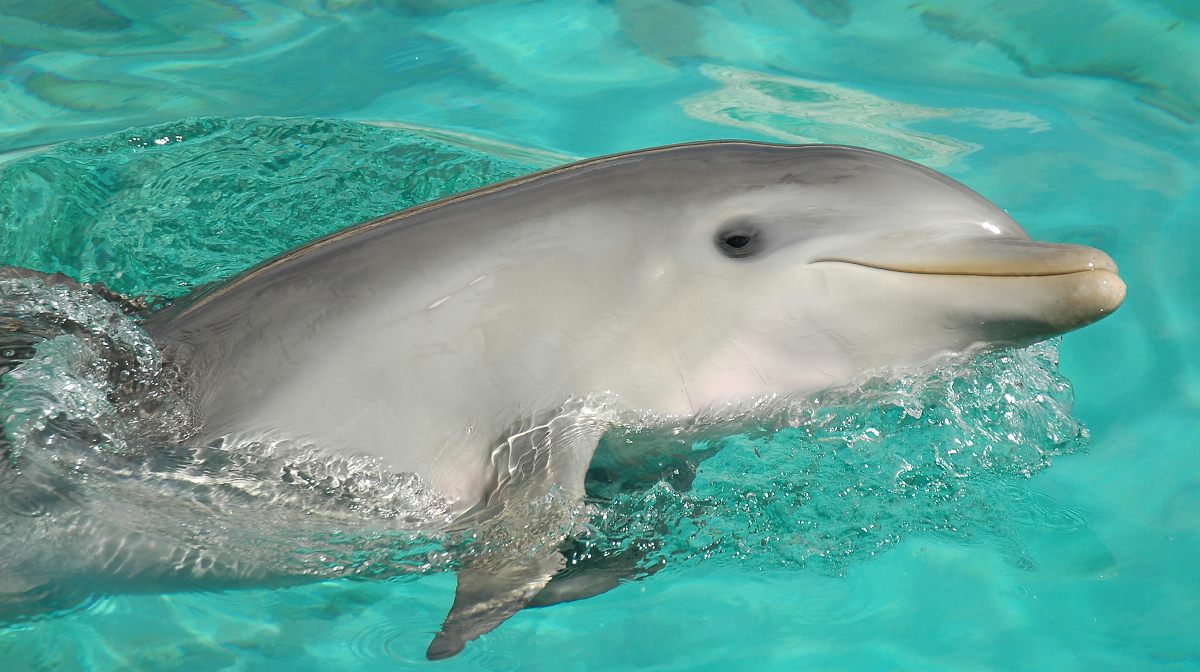 la misteriosa sonrisa de los delfines tiene un significado realmente tierno