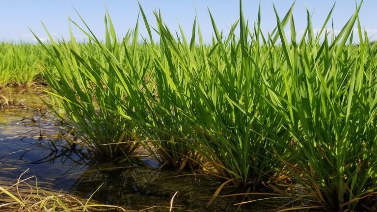 Cuba entrega tierras a Vietnam para mejorar la producción de arroz 1 arroz