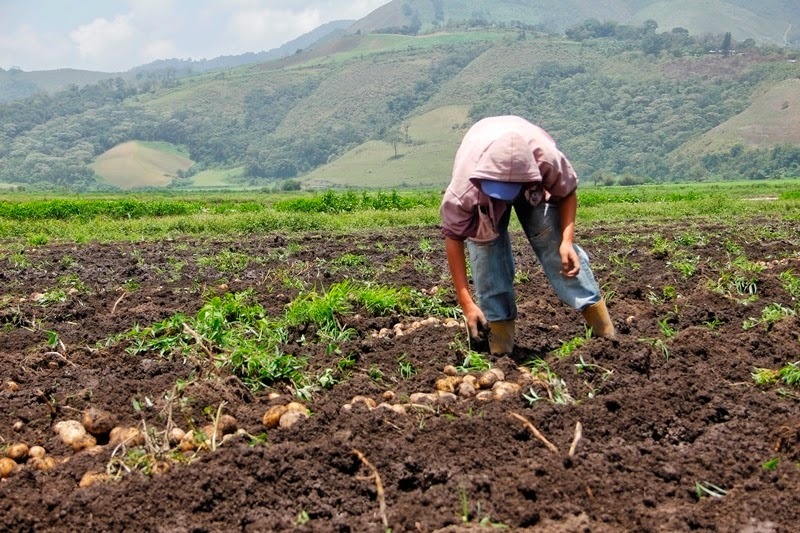 Transformación de la agricultura venezolana: Del 85 por ciento de dependencia de importaciones al 97 de producción nacional 7 whatsapp image 2025 01 18 at 12 56 52 pm