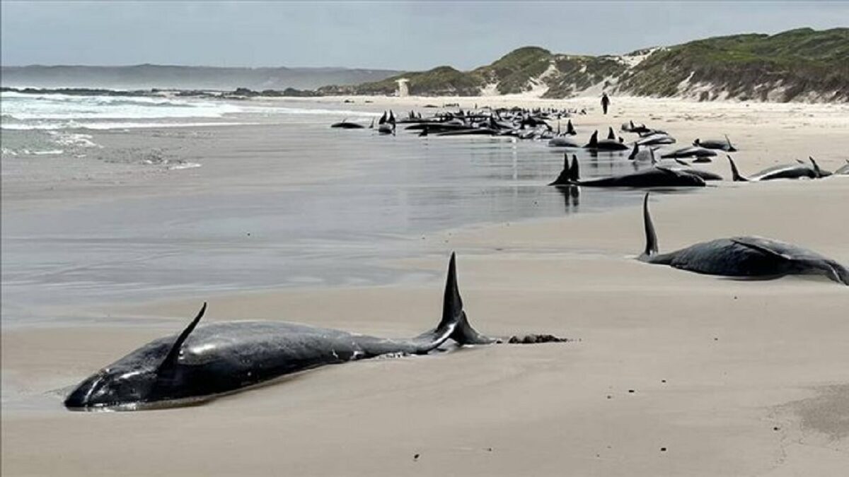ballenas