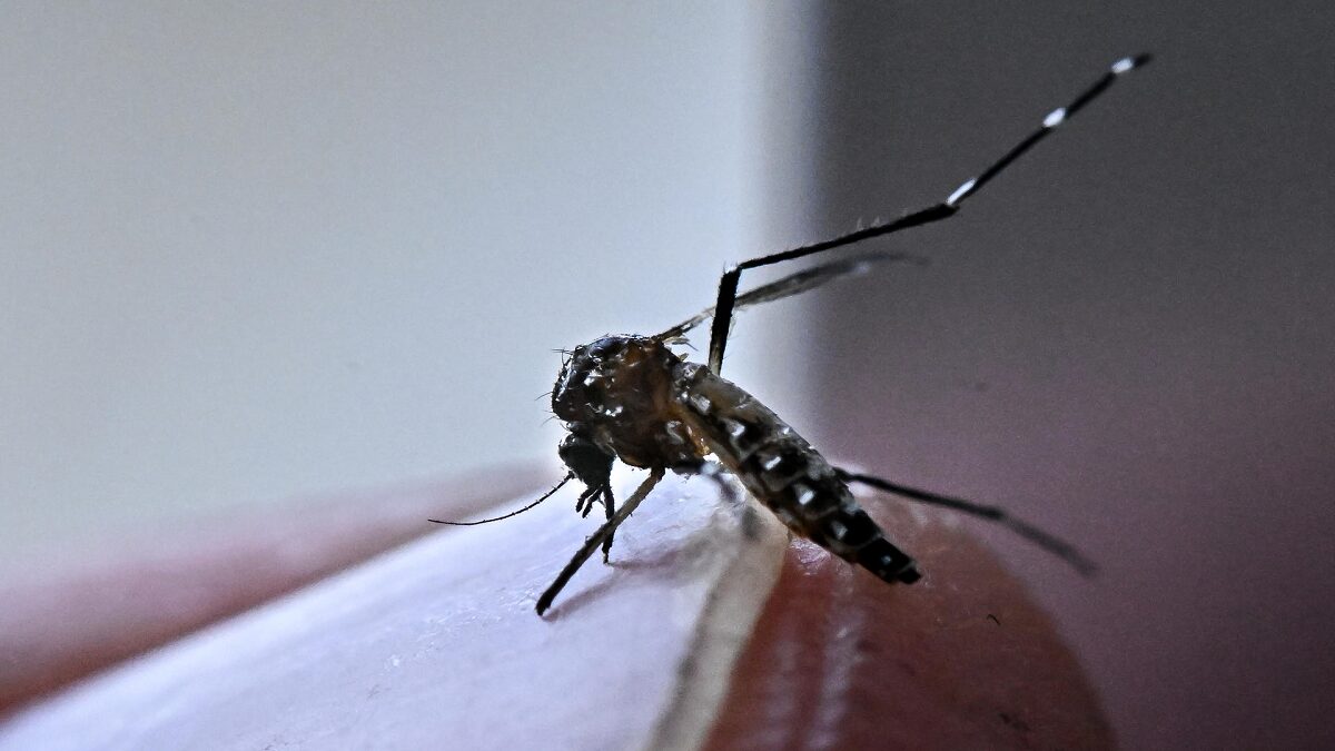 dengue