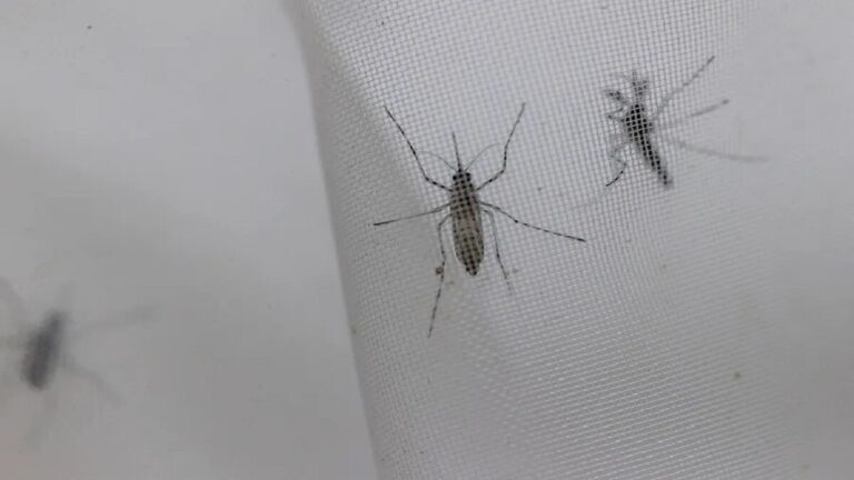 mosquito