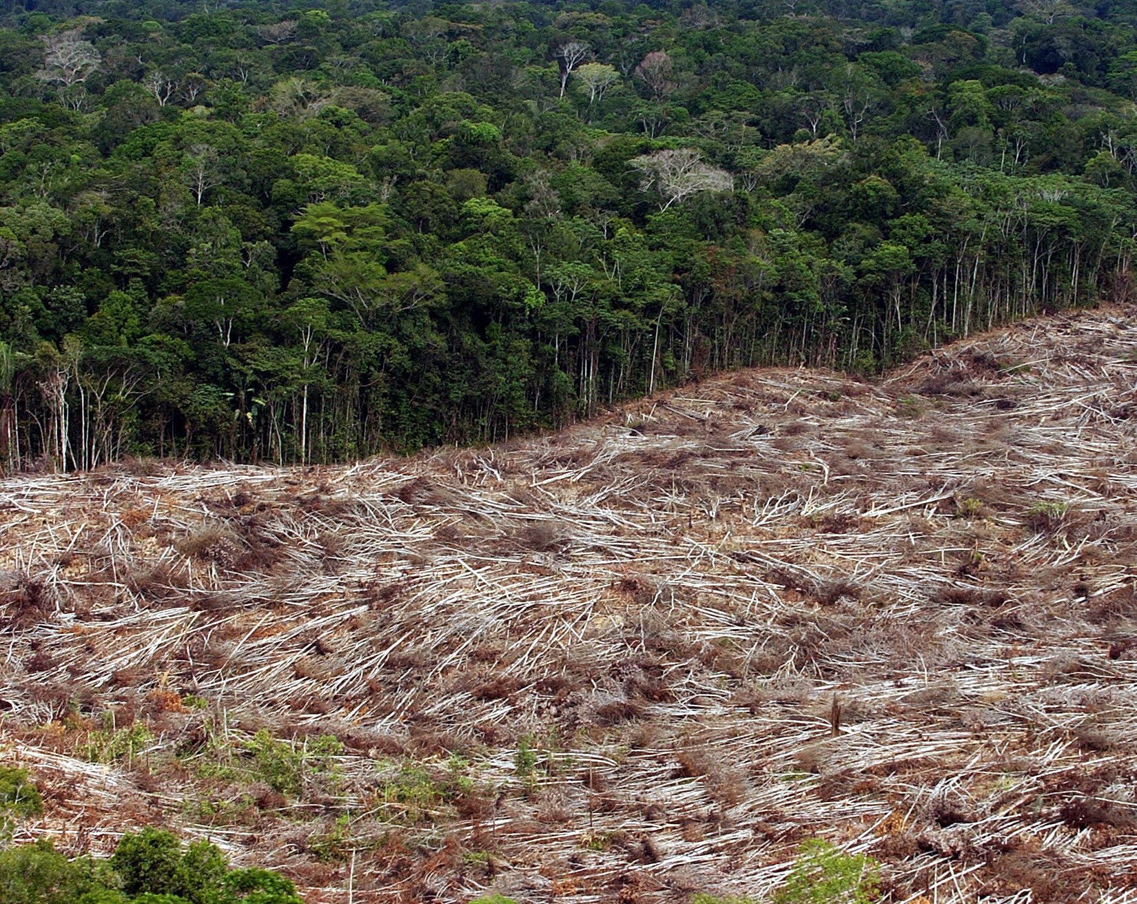 brasil amazonia deforestacion
