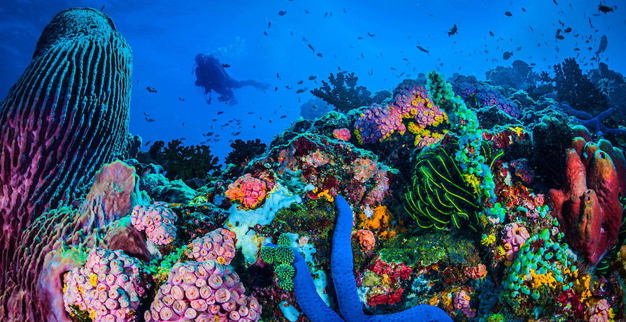 Desarrollo de la ciencia refuerza la protección de pastos marinos en Cuba 1 cuba arrecifes