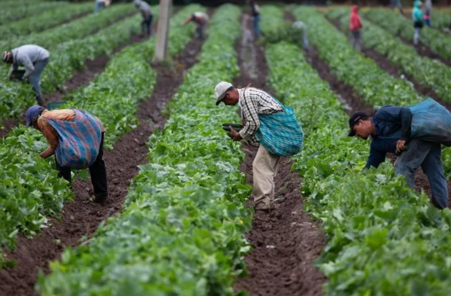 agricultura efe