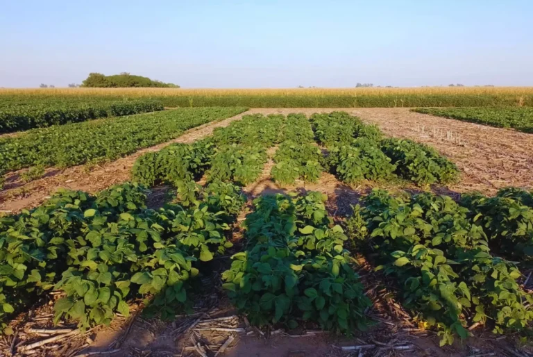 Milei liquida el INTA: Mayor ataque desde la dictadura 1 agro inta