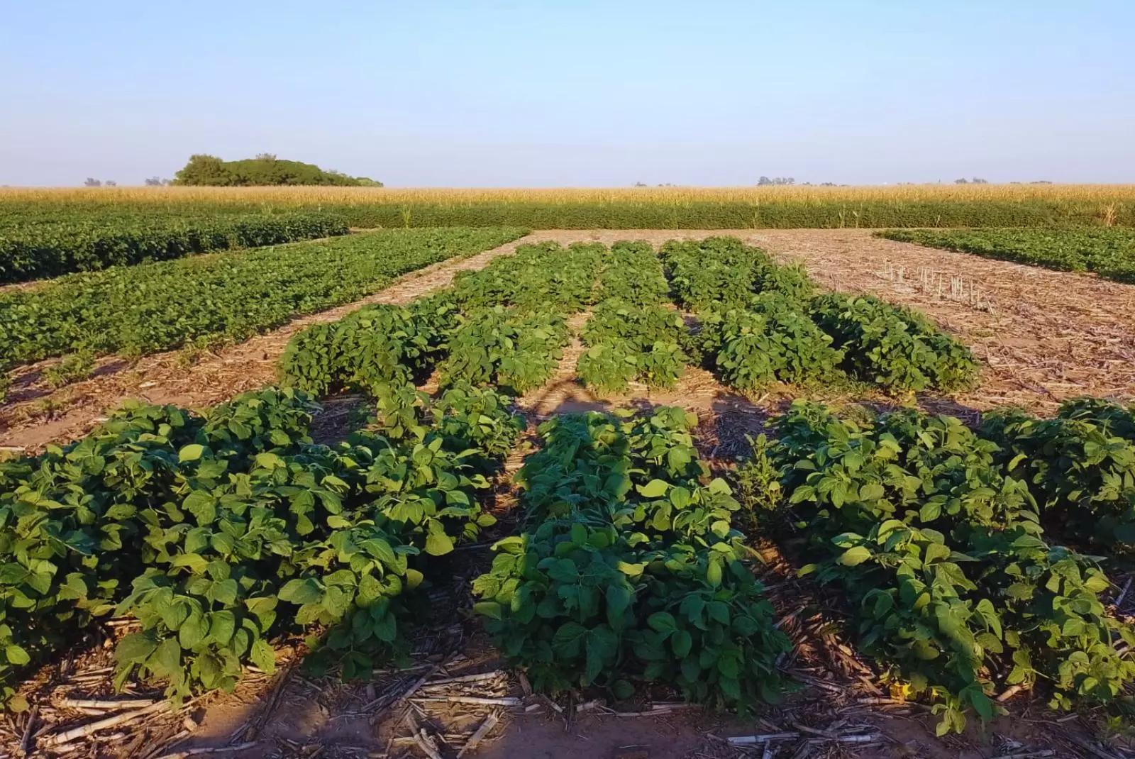 agro inta