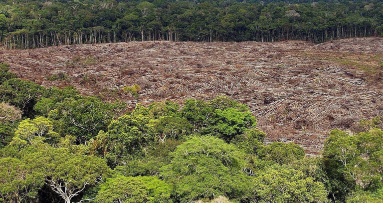 arboles talados selva amazonica archivo efeverde