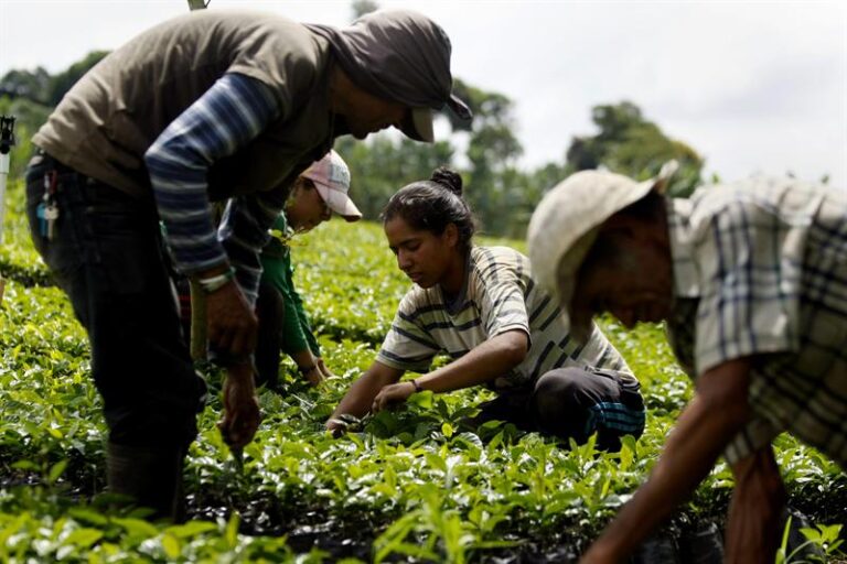 Conmemoran Día Internacional de la lucha Campesina 1 cafe635370678051508235w