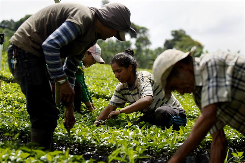 Conmemoran Día Internacional de la lucha Campesina 2 cafe635370678051508235w