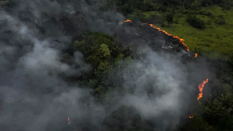 Corte Suprema de Brasil aprueba expropiación de tierras ilegalmente deforestadas 1 rss efe11dfea1a1108aacb2c26b05566f5fb67542301a2w